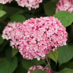 Hydrangea arborescens ‘Beauty Bell Pink’