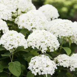 Hydrangea arborescens ‘Beauty Bell White’