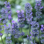 Lavandula Little Lady