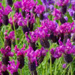 Lavandula Purple Panache