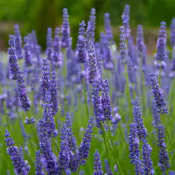 Lavender Anniversary Bouquet