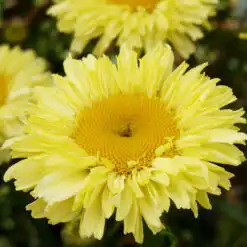 Leucanthemum Real Goldcup