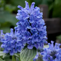 Nepeta Blue Moon
