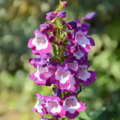 Penstemon Pensham Czar