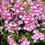 Penstemon Pensham Laura