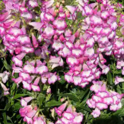 Penstemon Pensham Laura