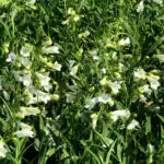 Penstemon Pensham Wedding Day