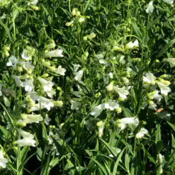 Penstemon Pensham Wedding Day