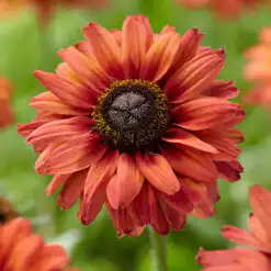 Rudbeckia Enchanted Romance