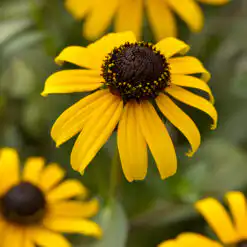 Rudbeckia Goldblitz