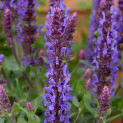 Salvia nemorosa Sensation Blue