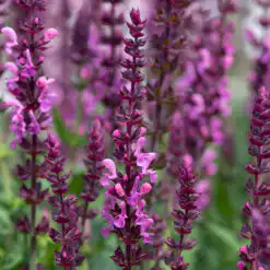 Salvia nemorosa Sensation Rose
