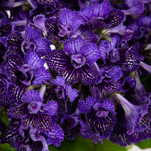 Streptocarpus 'Sirius'. RHS Chelsea Plant of the Year 2026 - shortlist plant.