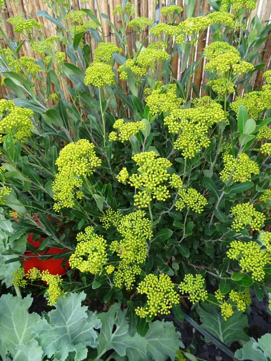 bupleurum fructisosum