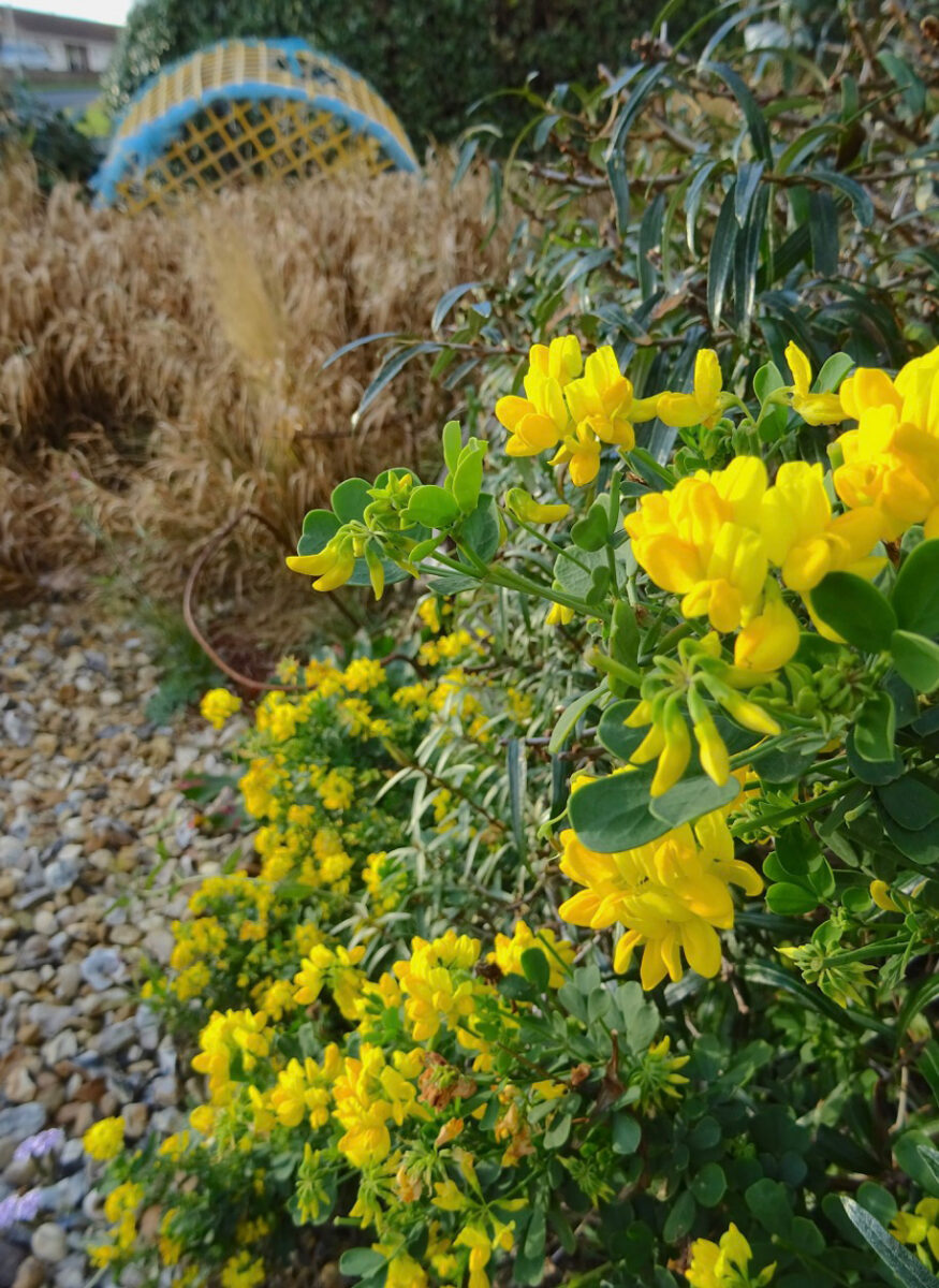 Coronilla glauca at Driftwood
