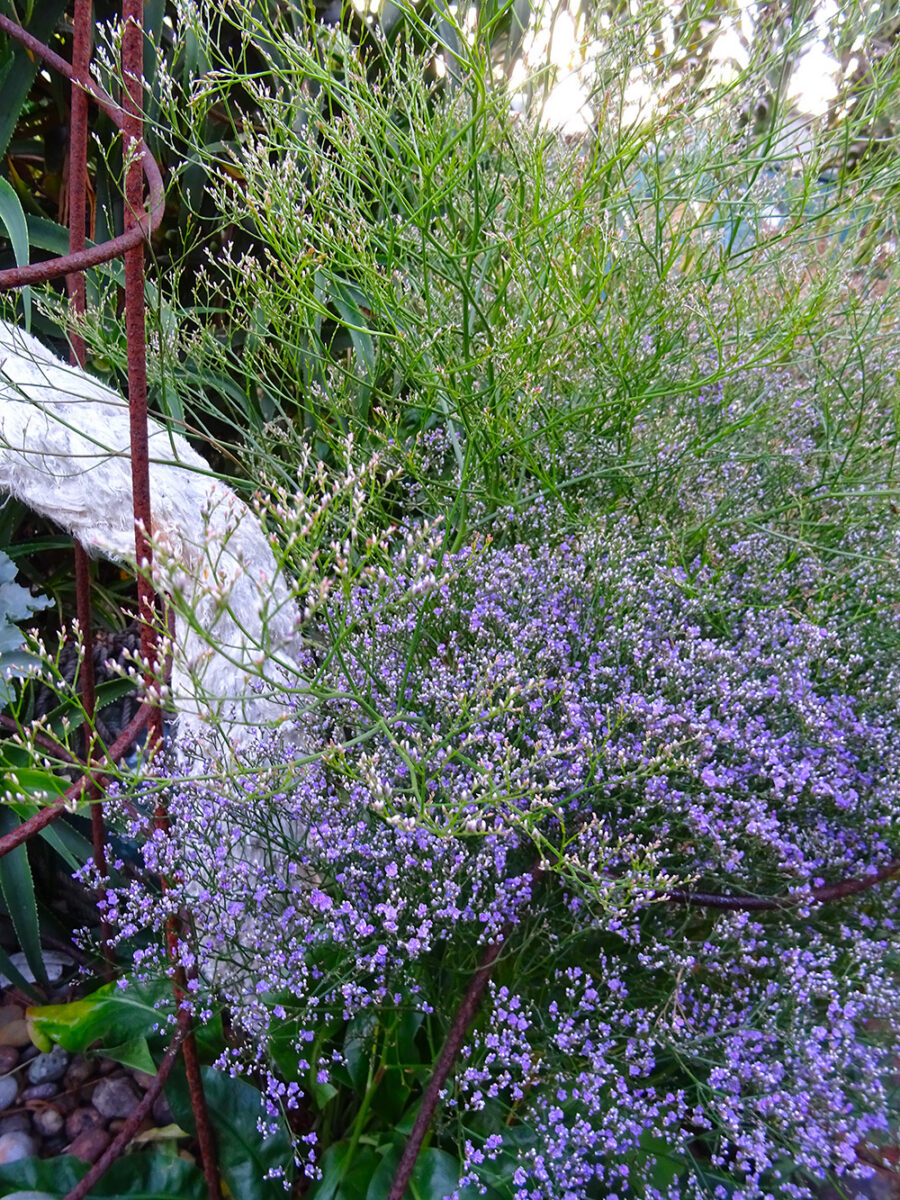Sea lavender at Driftwood garden