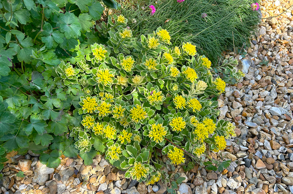 Sedum atlantis at Driftwood