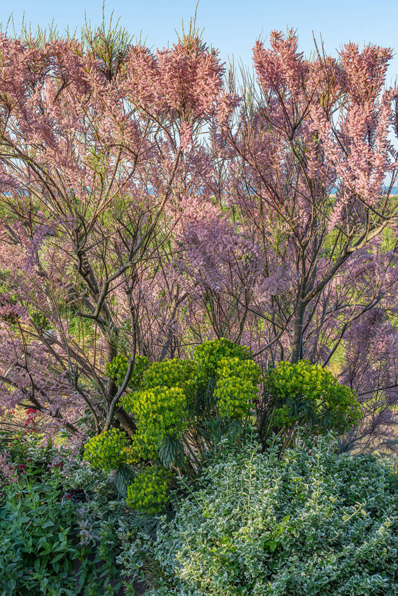 Tamarisk at Driftwood