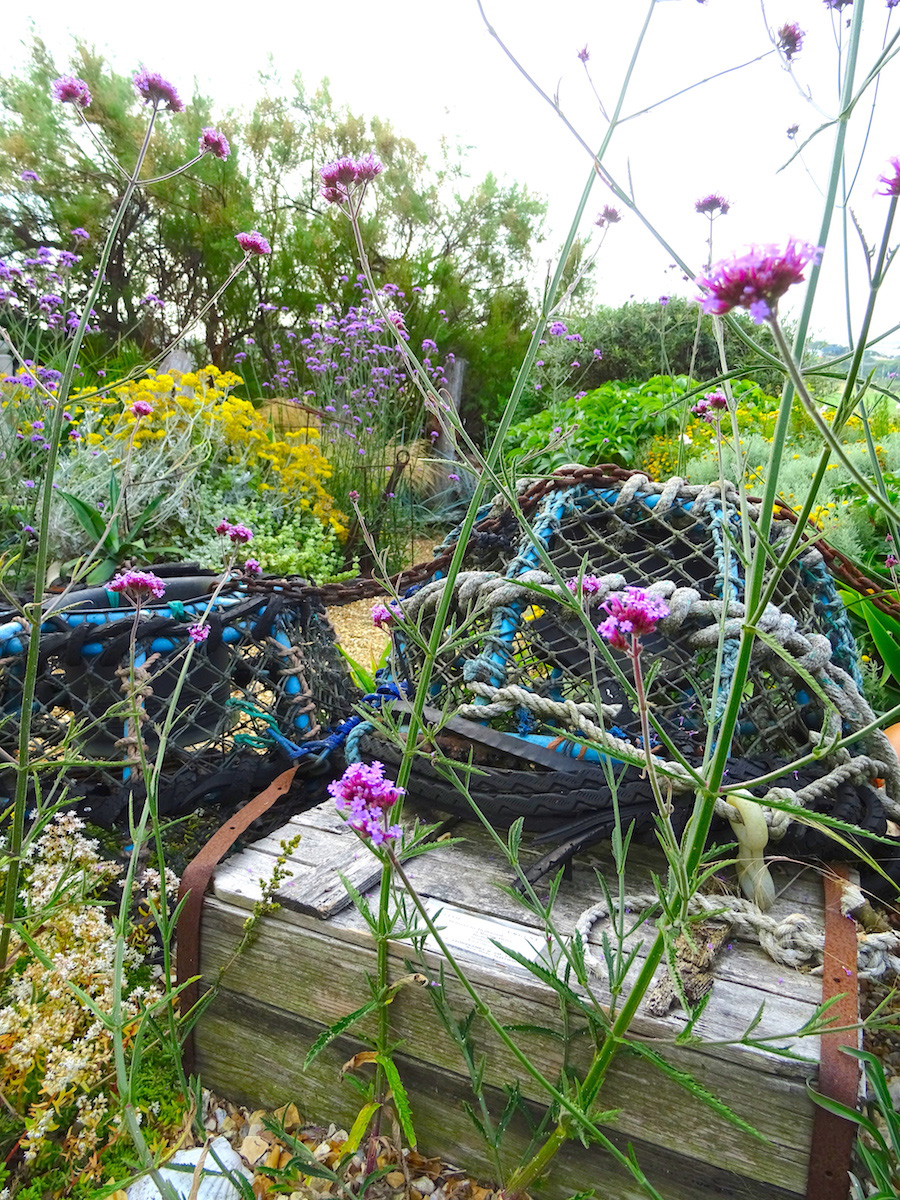 Verbena at Driftwood garden