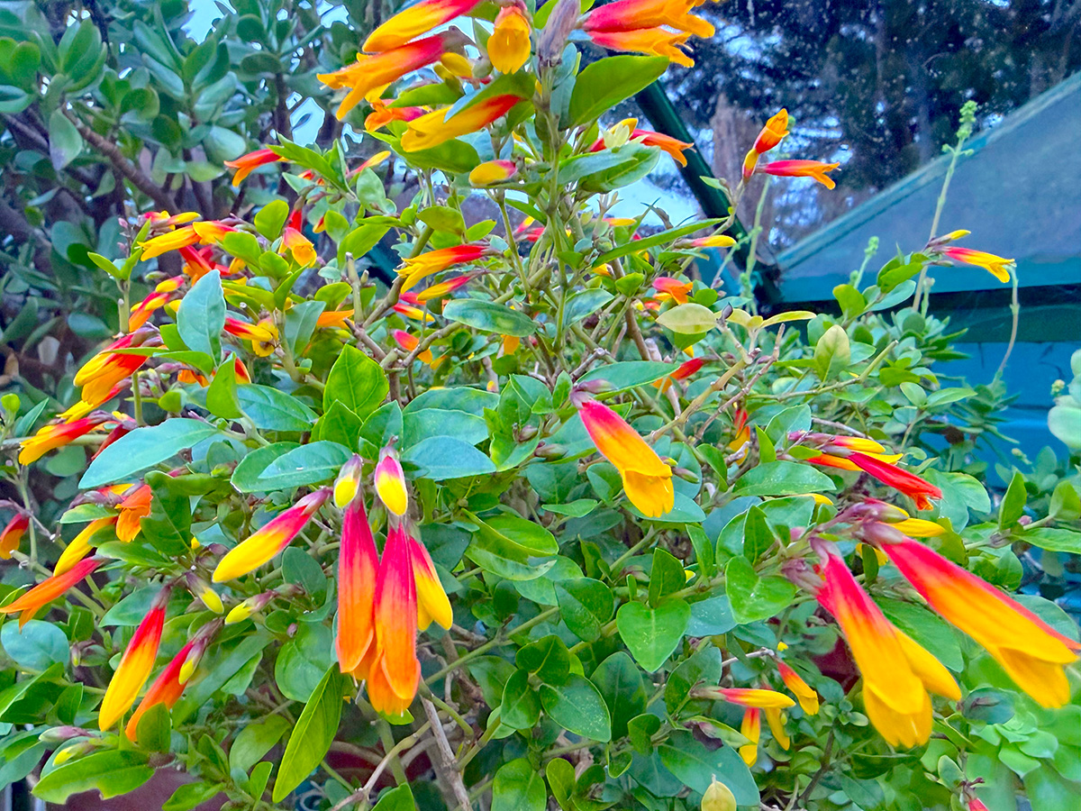 Brazilian fuchsia at Driftwood