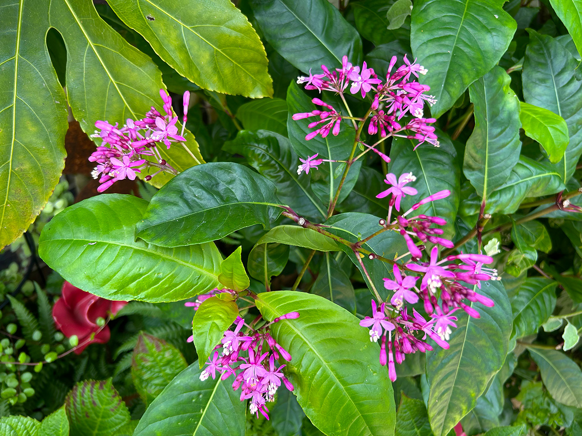 Aborescens at Driftwood
