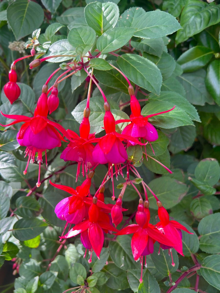 Empress of Prussia fuchsia at Driftwood