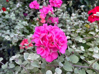 Geraniums at Driftwood