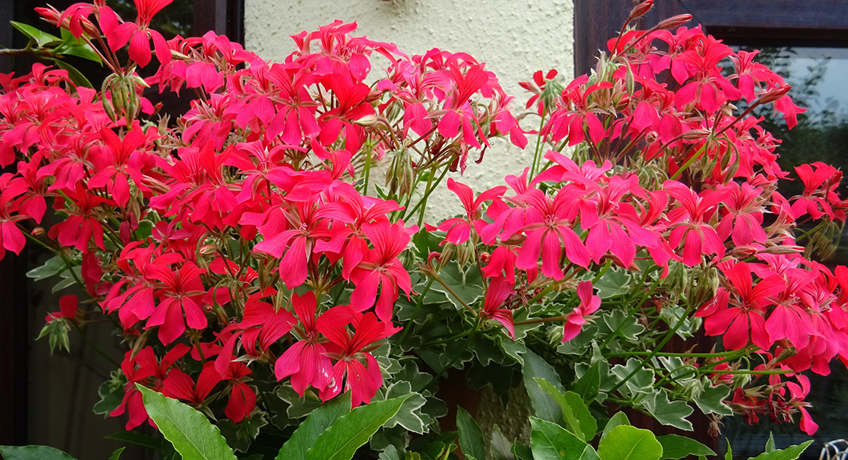 Geraniums at Driftwood