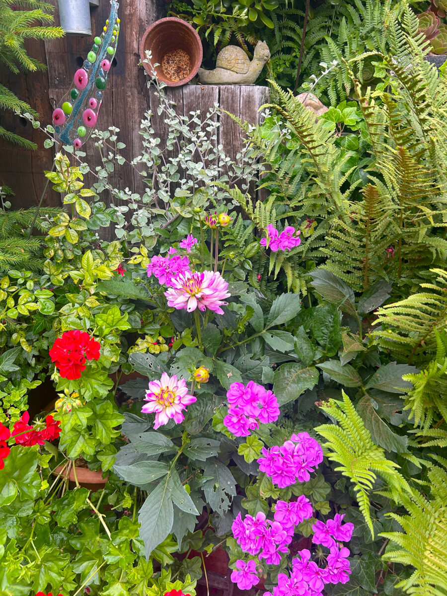 Geraniums at Driftwood