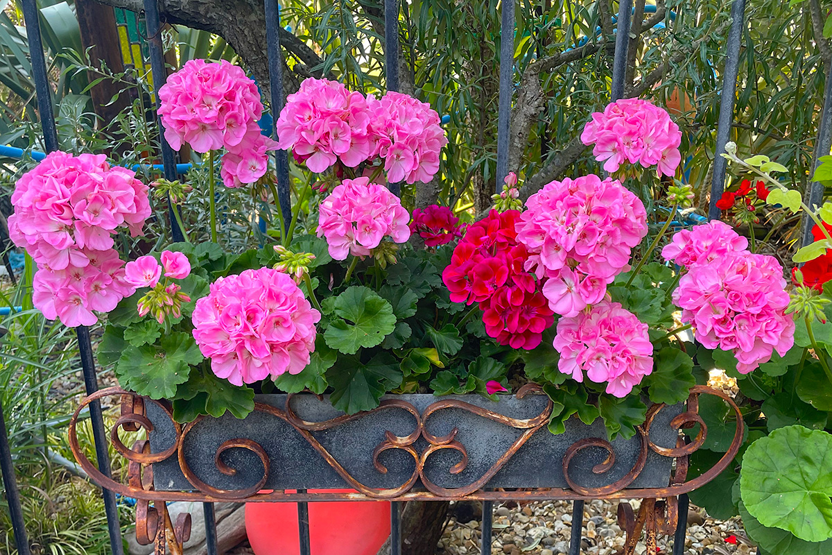 Geraniums at Driftwood