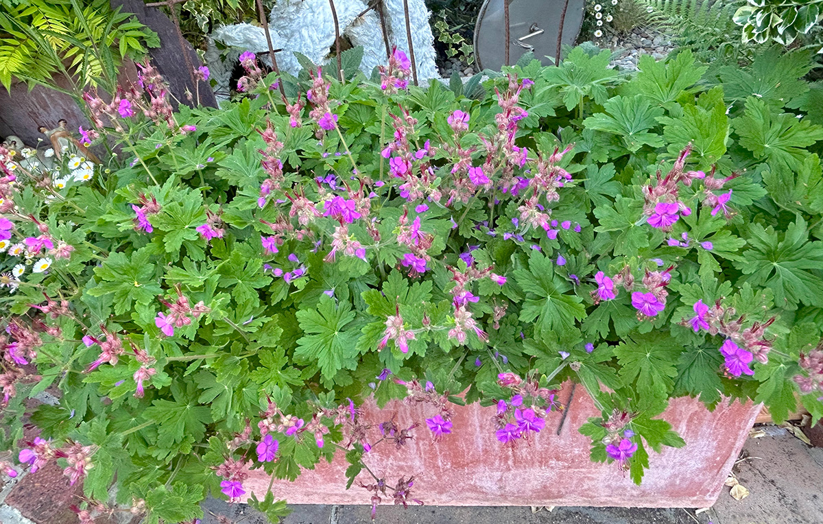 Geraniums at Driftwood