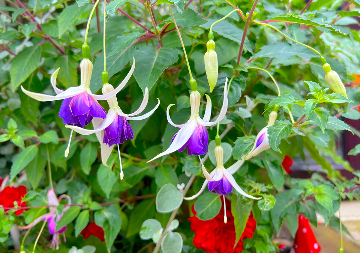 Lena fuchsia at Driftwood