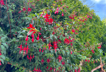 Magellican fuchsia at Driftwood garden