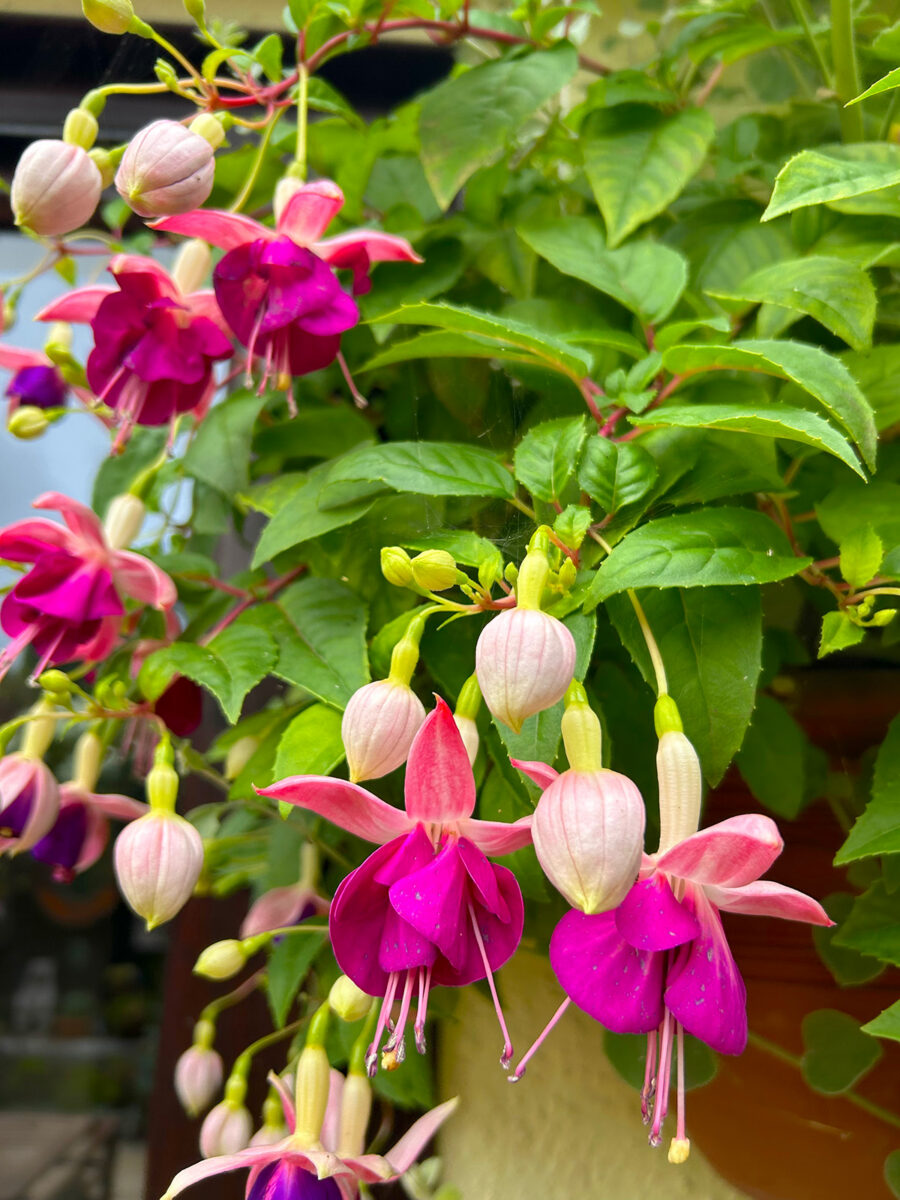 Pink Temptation fuchsia at Driftwood