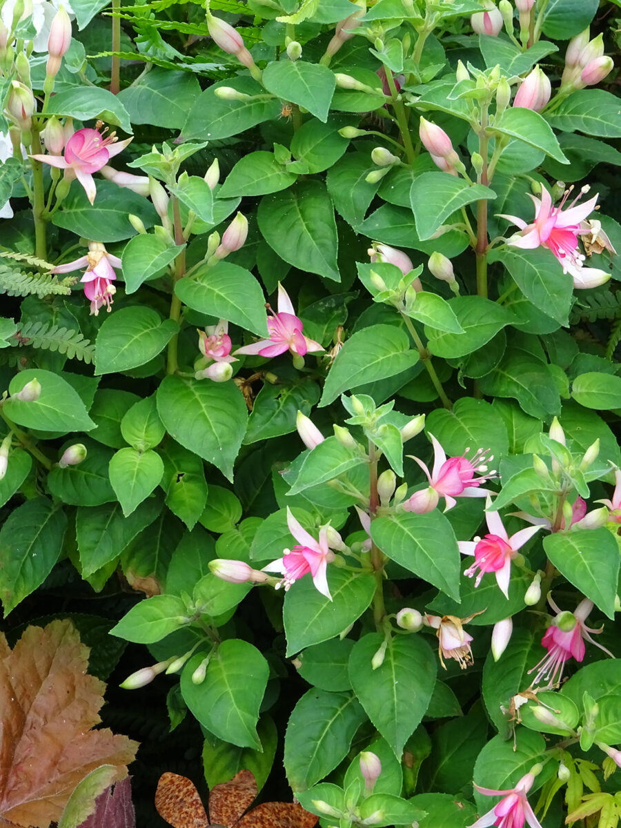 Princess Charlotte fuchsia at Driftwood