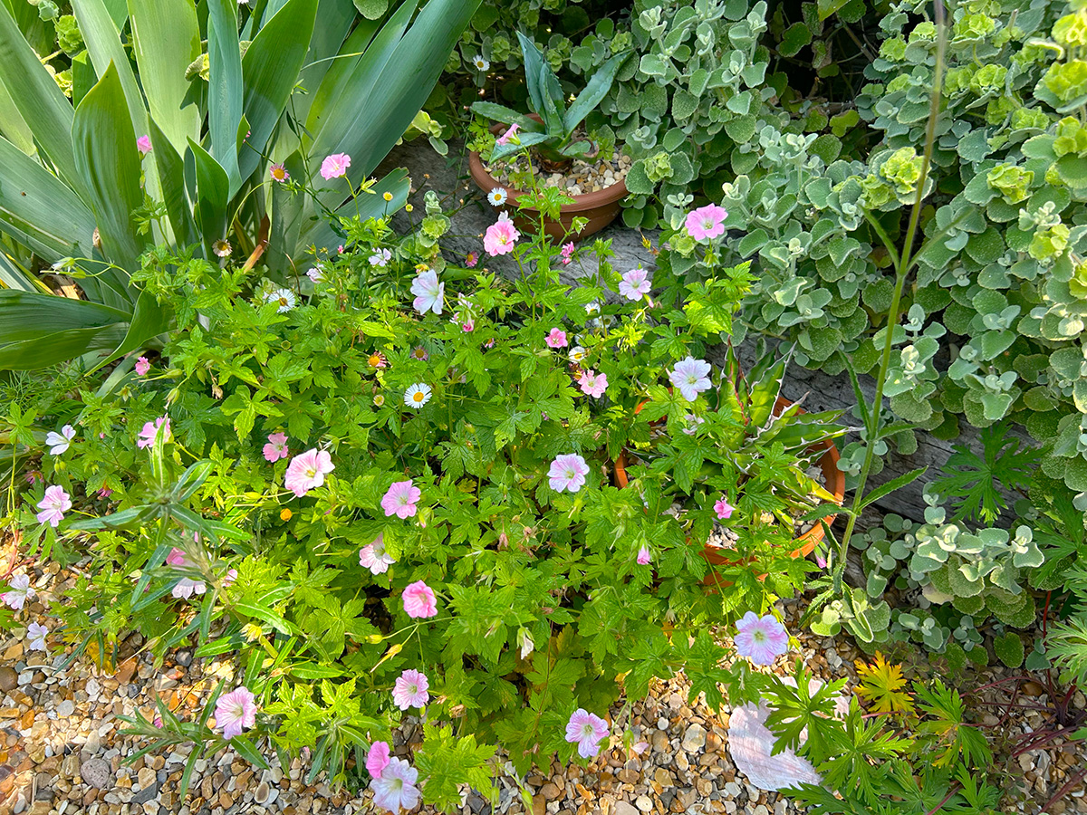 Geraniums at Driftwood