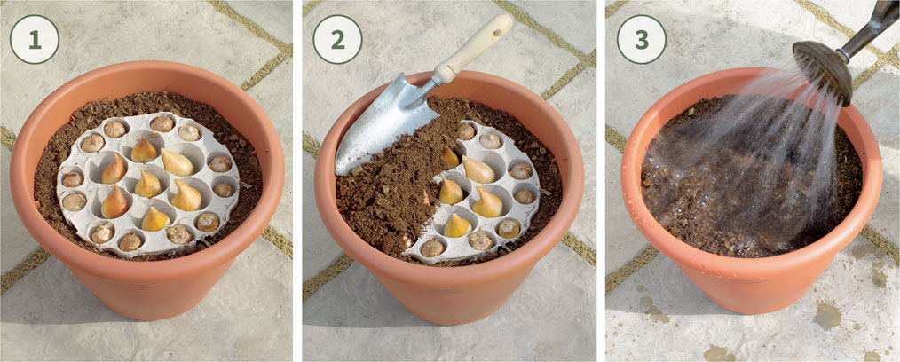 Step by step guide for planting Plant & Bloopm bulb tray