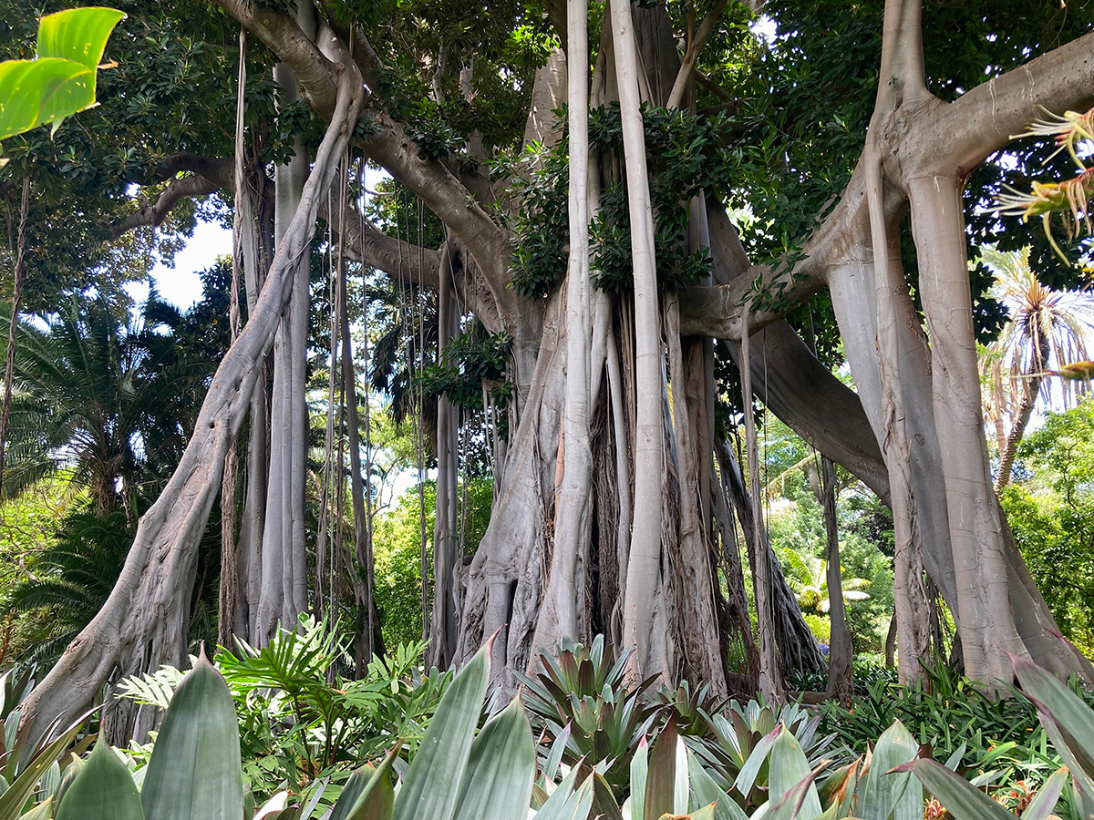 200 year old fig tree at the Botanical Garden Orotava in Tenerife