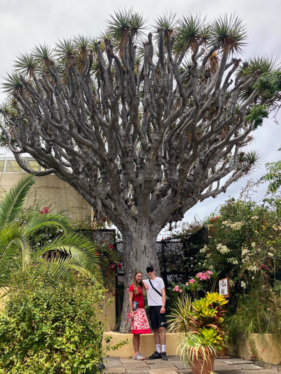 a 600 year old Dracaena Draco at Sitio Litre Garden in Tenerife