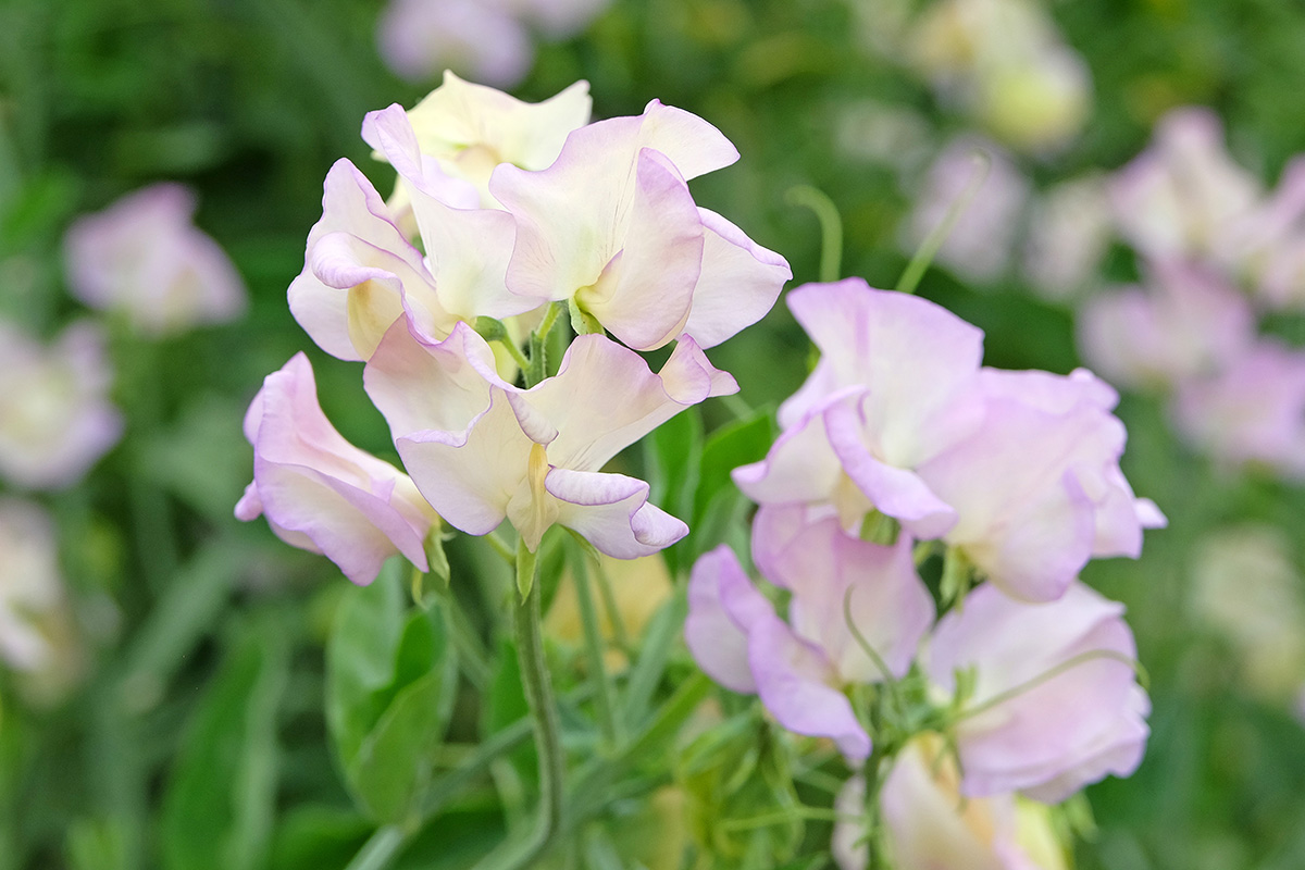 Sweetpea 'High Scent'