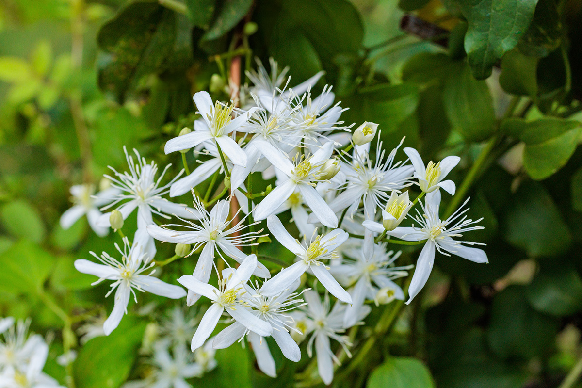 Clematis terniflora