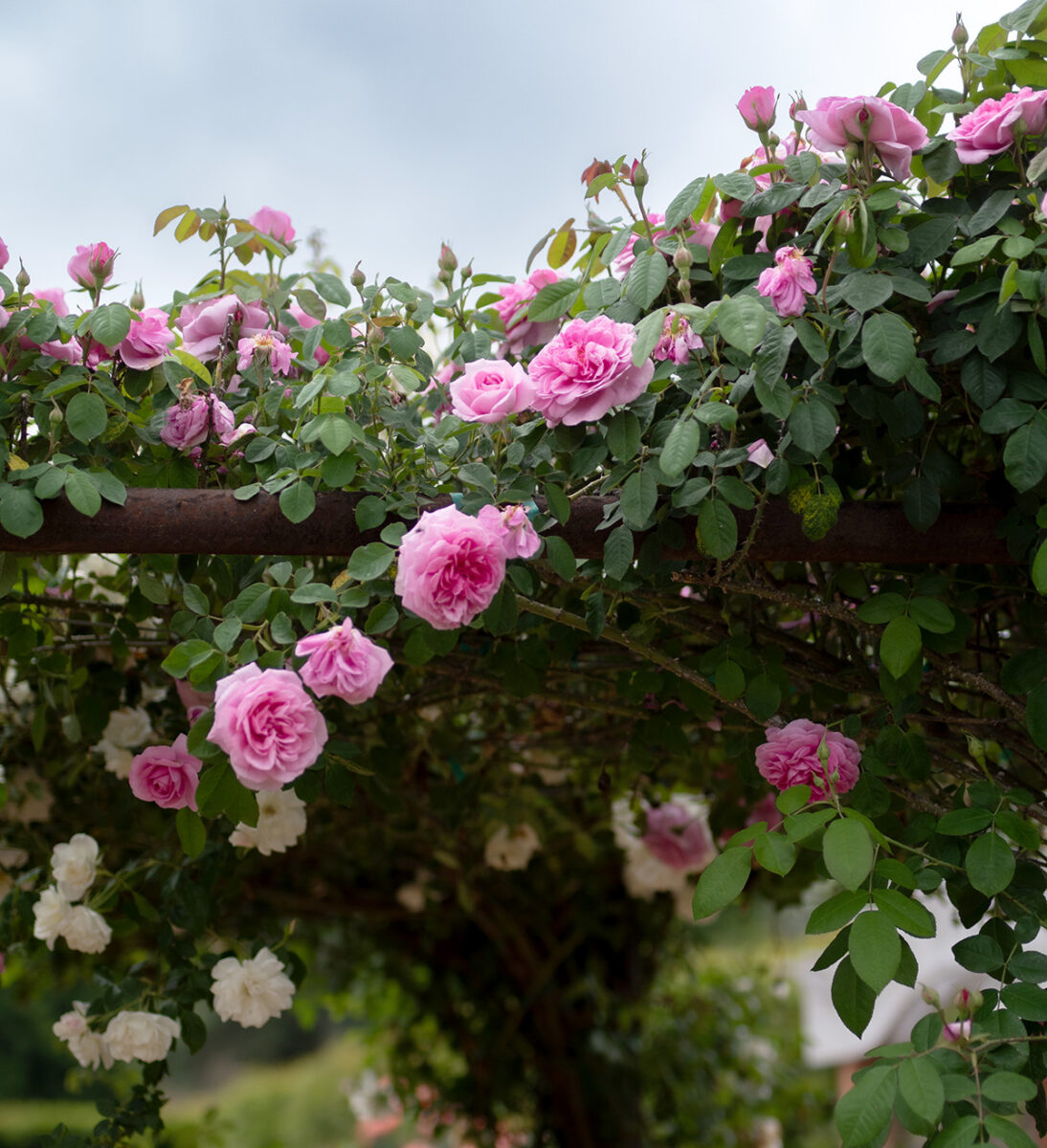 Rosa 'Gertrude Jekyll'