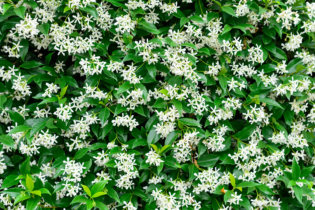 Trachelospermum jasminoides