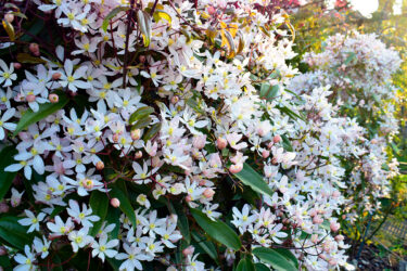 Clematis armandii