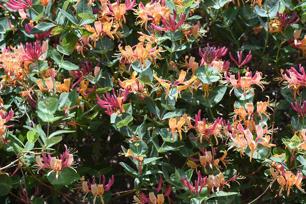 Goldflame Honeysuckle