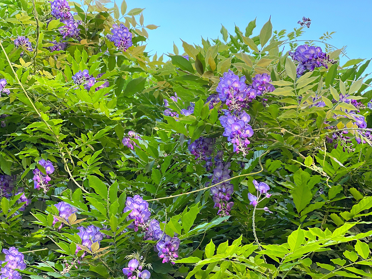 Wisteria 'Amethyst Falls'