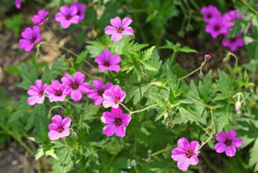 Hardy geraniums