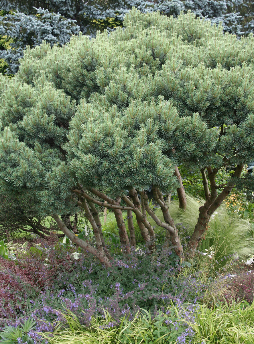 Crown lifted conifer