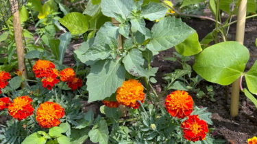 DH still for 5 x 10 minute gardening jobs