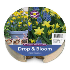 Drop & Bloom Bulb Tray Narcissi & Muscari Mix